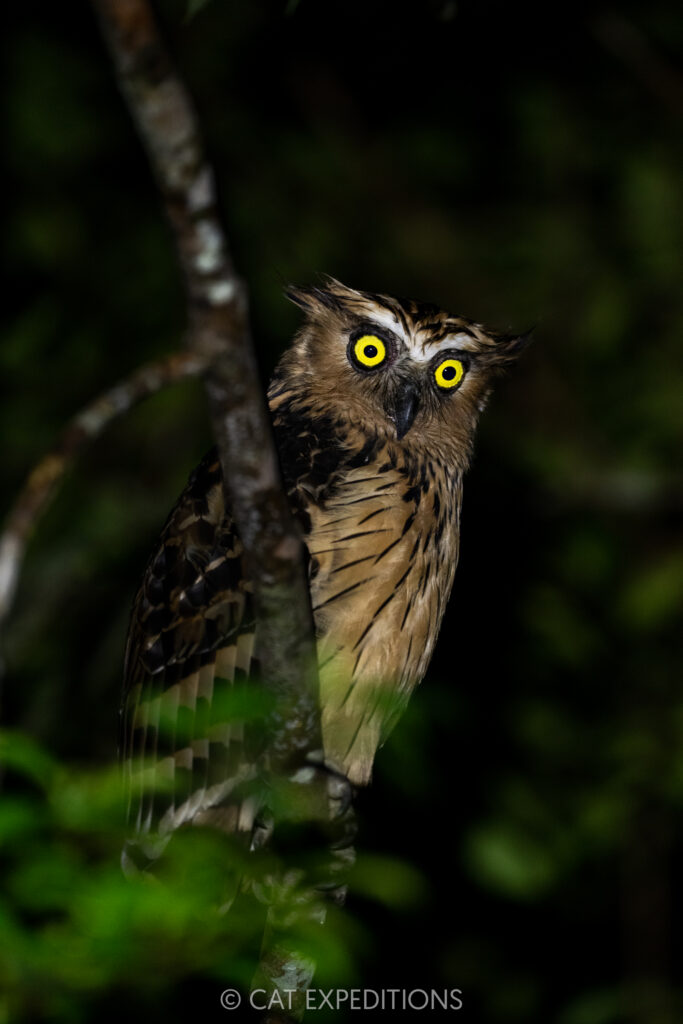 Buffy Fish-Owl (Ketupa ketupu) at night, Deramakot Forest Reserve, Sabah, Borneo, Malaysia