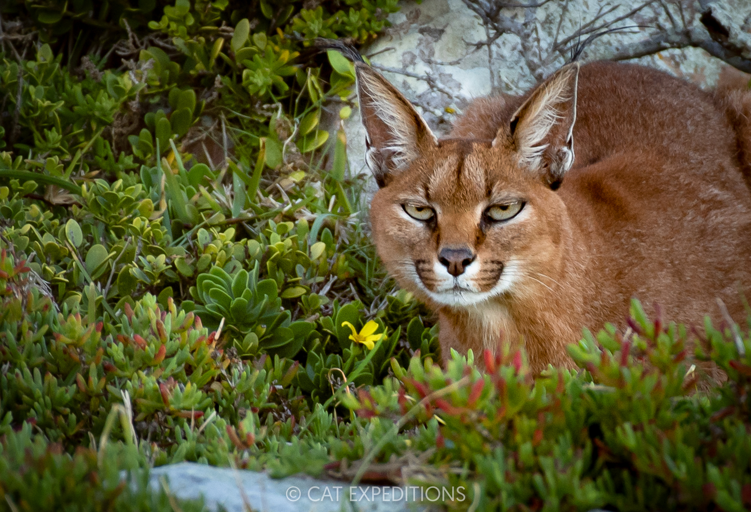 Caracal female, South Africa
