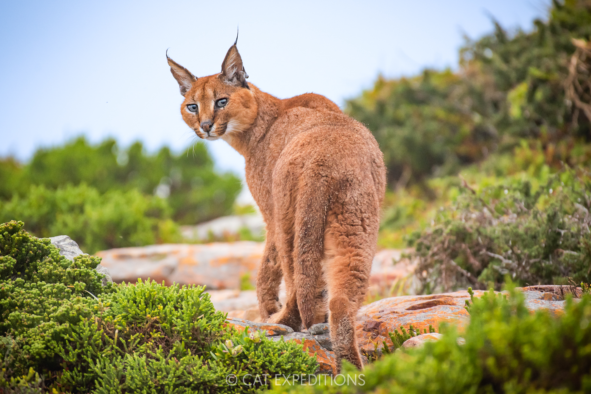 Caracal male, South Africa