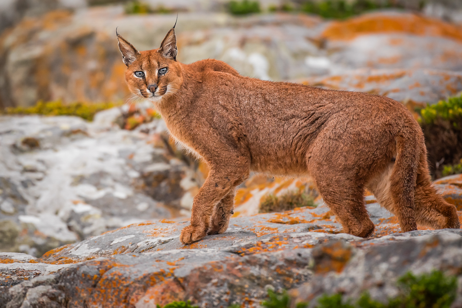 Cat Expeditions - Caracal Photo Tour