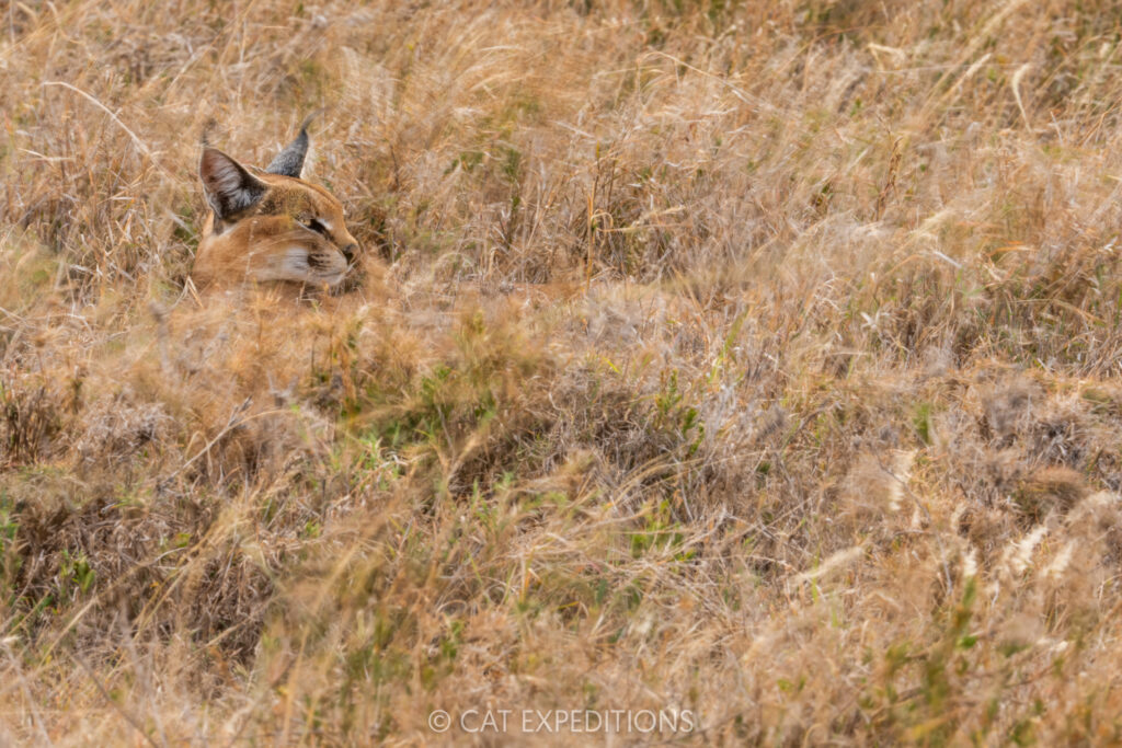 Caracal female camouflaged in grass, taken during our Cheetahs and Servals of the Serengeti 2025 Photo Tour