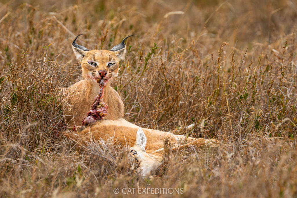 Caracal female feeding on Thomson's gazelle prey, taken during our Cheetahs and Servals of the Serengeti 2025 Photo Tour