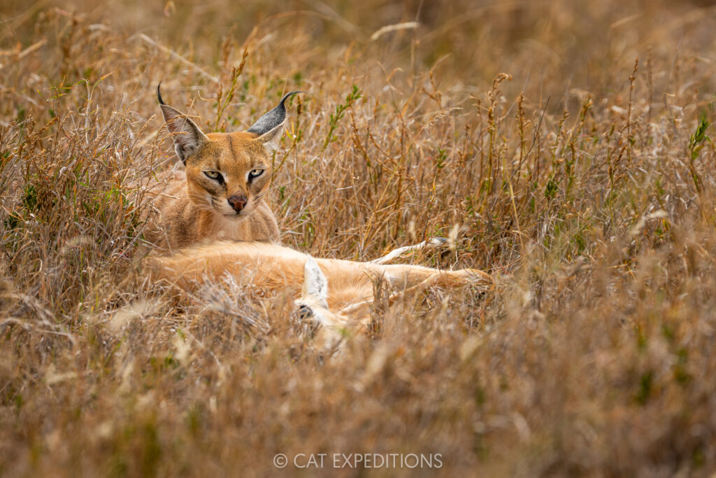 Caracal female with Thomson's gazelle prey, taken during our Cheetahs and Servals of the Serengeti 2025 Photo Tour