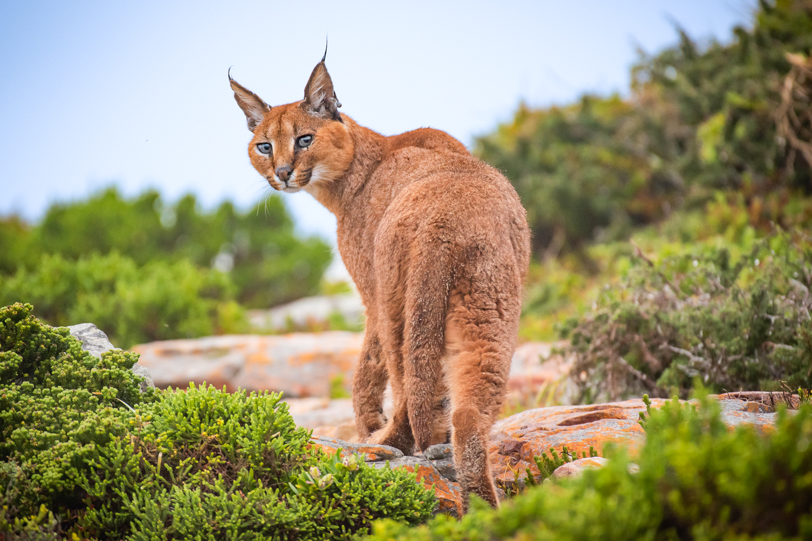 Caracal during our Caracals of the Cape Photo Tour