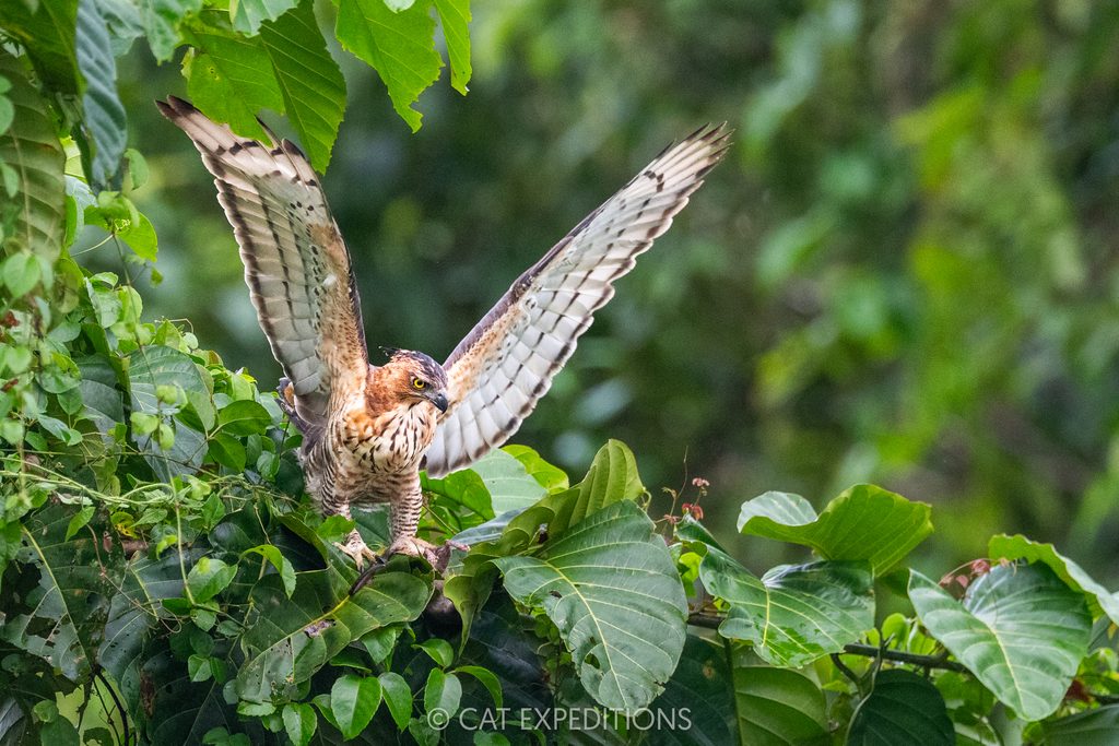 Changeable Hawk-Eagle with rat prey, Kinabatangan River, Sabah, Borneo, Malaysia. Taken during our Cats of Borneo Photo Tour in 2025.