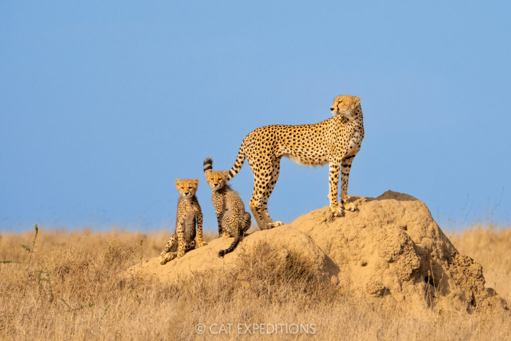 Cheetah family on termite mound, taken during our Cheetahs and Servals of the Serengeti 2025 Photo Tour