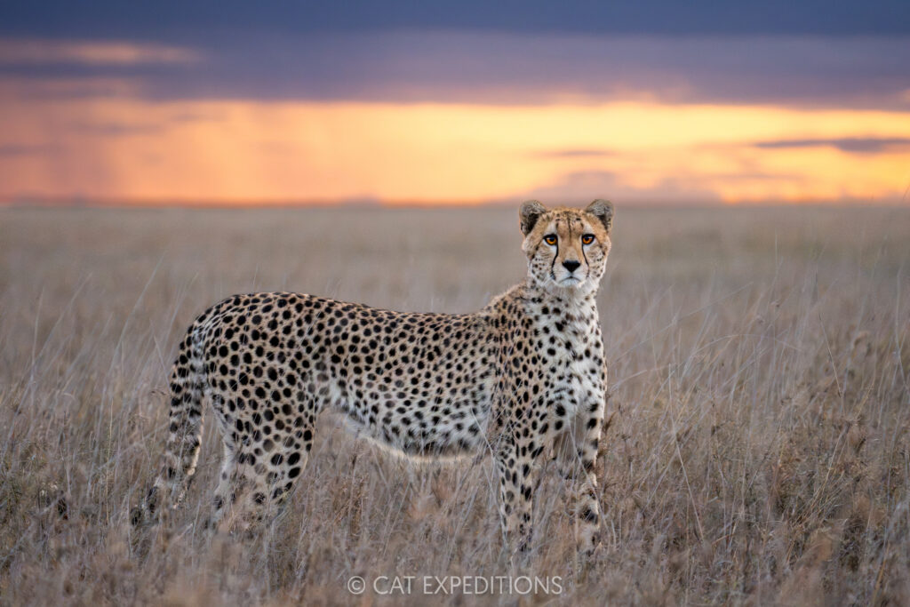 Cheetah at sunset, taken during our Cheetahs and Servals of the Serengeti 2025 Photo Tour