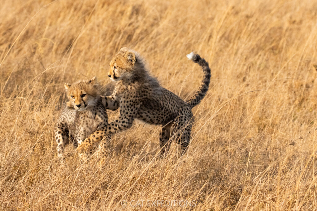 Cheetah cubs playing, taken during our Cheetahs and Servals of the Serengeti 2025 Photo Tour