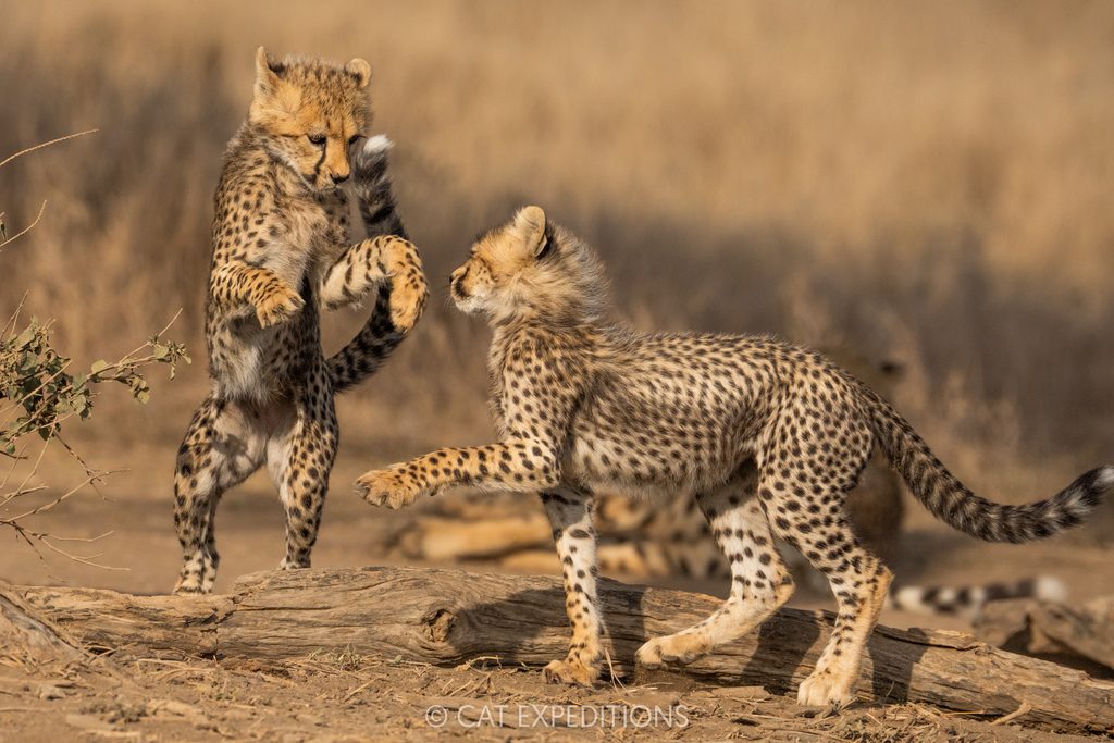 Cheetah cubs playing, taken during our Cheetahs and Servals of the Serengeti 2025 Photo Tour