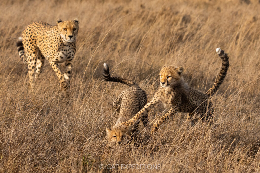 Cheetah cubs playing near their mother, taken during our Cheetahs and Servals of the Serengeti 2025 Photo Tour