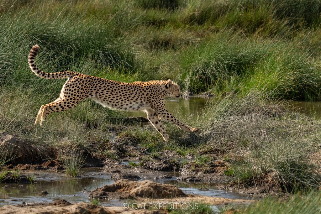 Cheetah male jumping, taken during our Cheetahs and Servals of the Serengeti 2025 Photo Tour