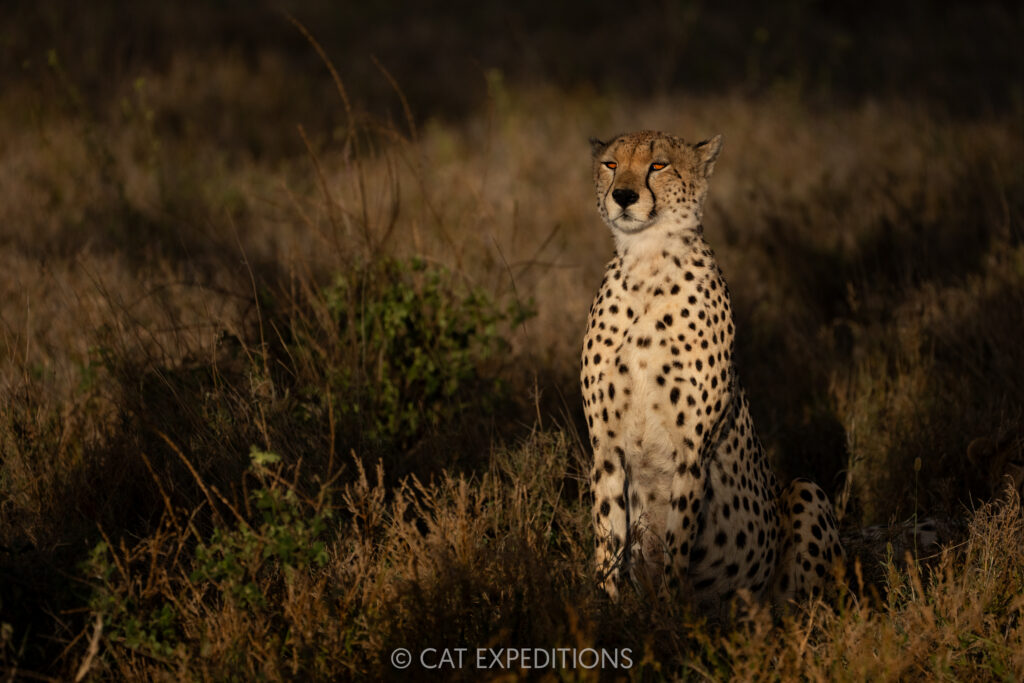 Cheetah male at sunset, taken during our Cheetahs and Servals of the Serengeti 2025 Photo Tour