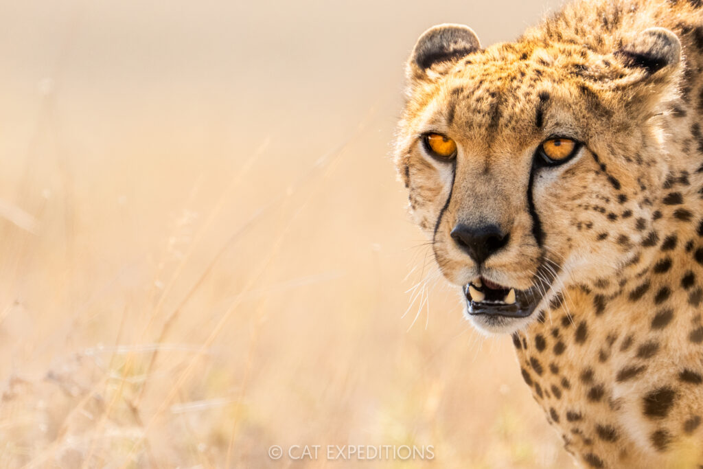 Cheetah male, taken during our Cheetahs and Servals of the Serengeti 2025 Photo Tour