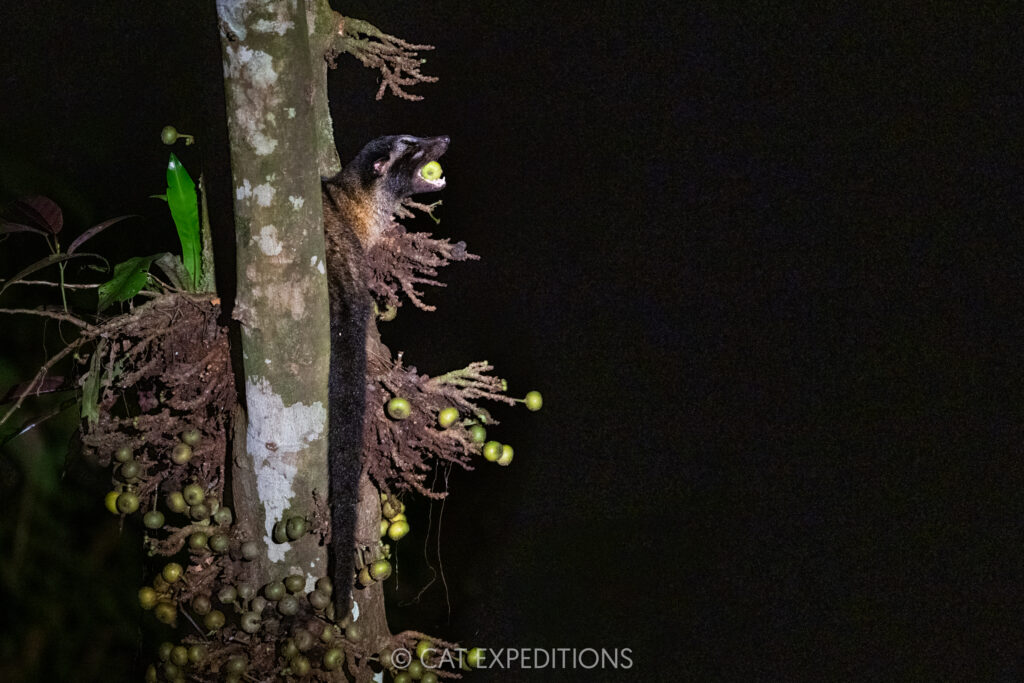 Island Palm Civet munching down on some figs. Taken during our Cats of Borneo Photo Tour in 2025.