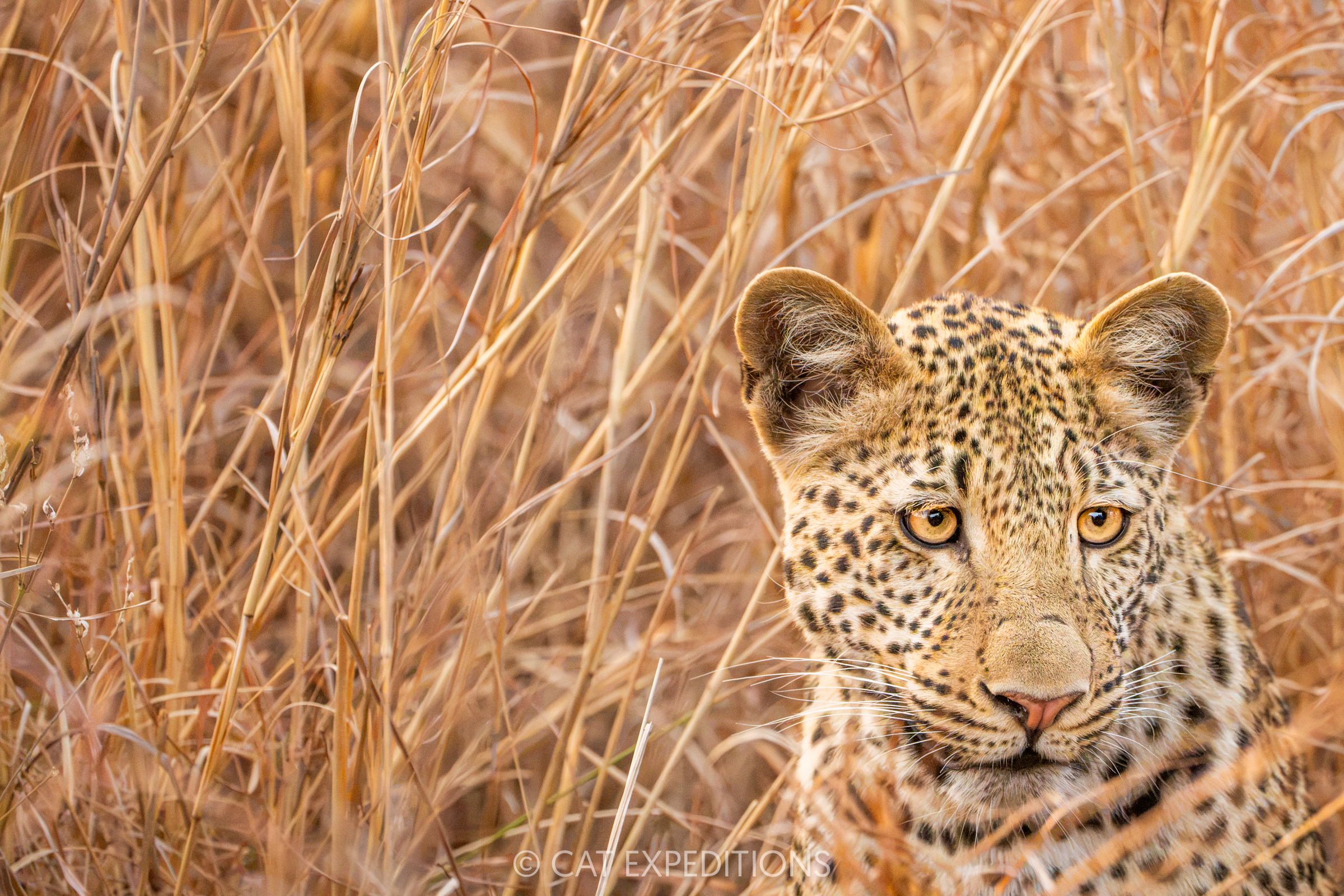 Featured image for “Classic Safari in Zambia 2025 Trip Report”