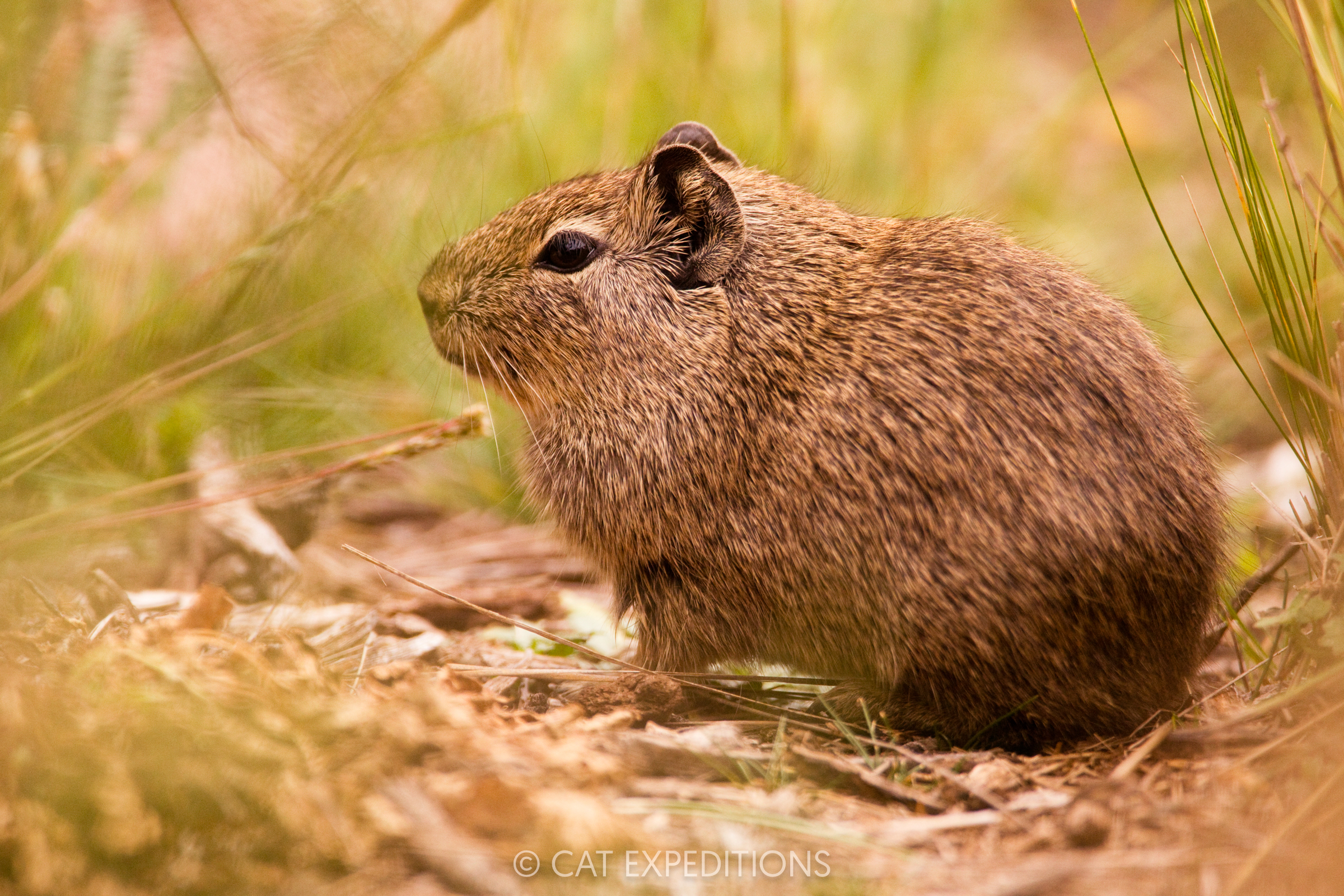 Rodents like this Yellow-toothed Cavity are an important food source for Desert Pampas Cats. Their prey varies considerably more than the Andean Mountain Cat, especially across their extensive range.