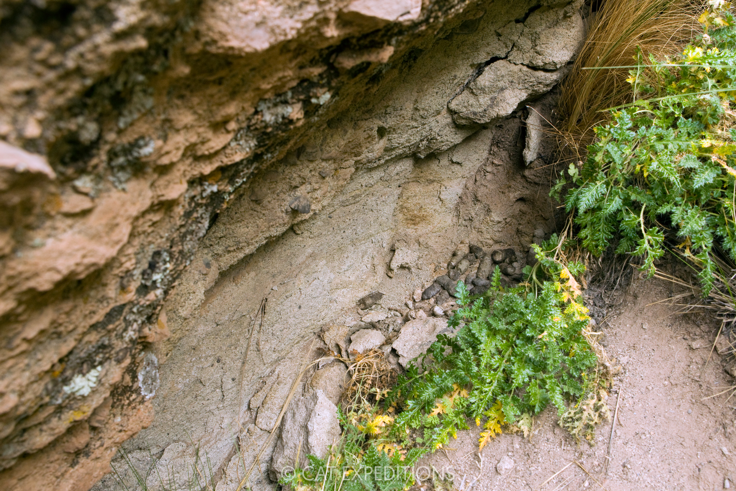 Andean mountain cats, like many of the species in the Leopardus genus, latrine. This means they go to the bathroom in the same spot over and over again. Why they do this still remains a mystery.