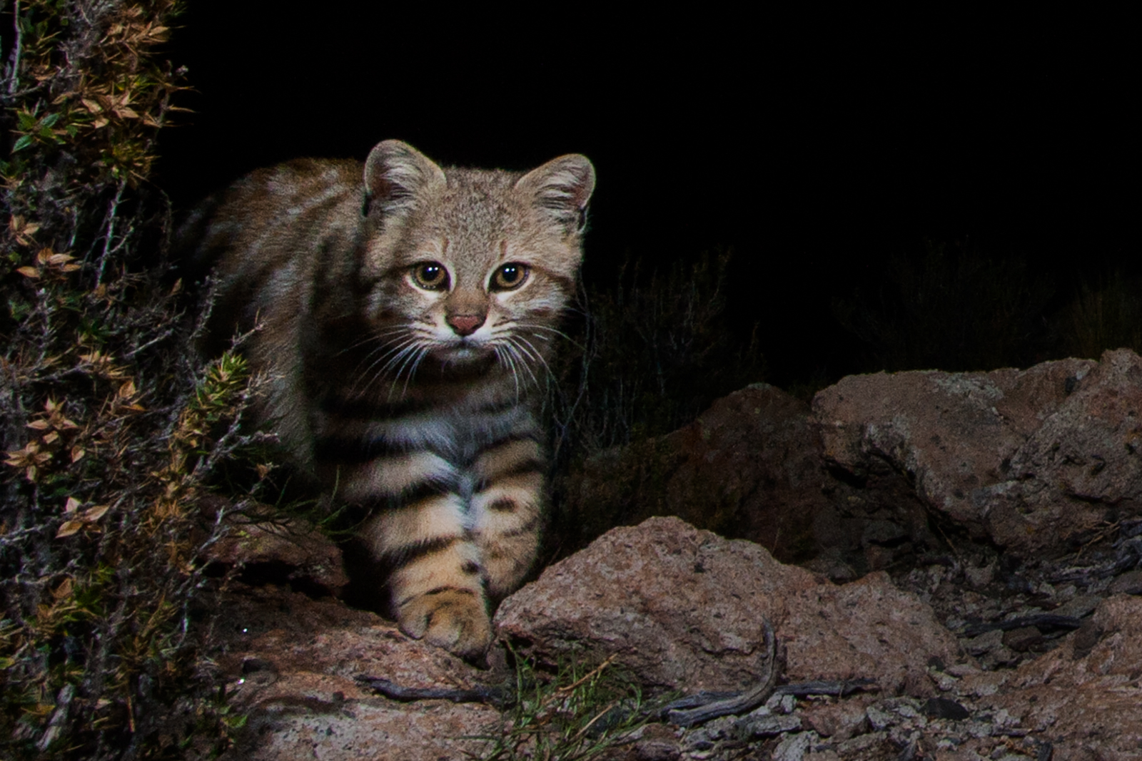 Desert Pampas Cat at night in Andes