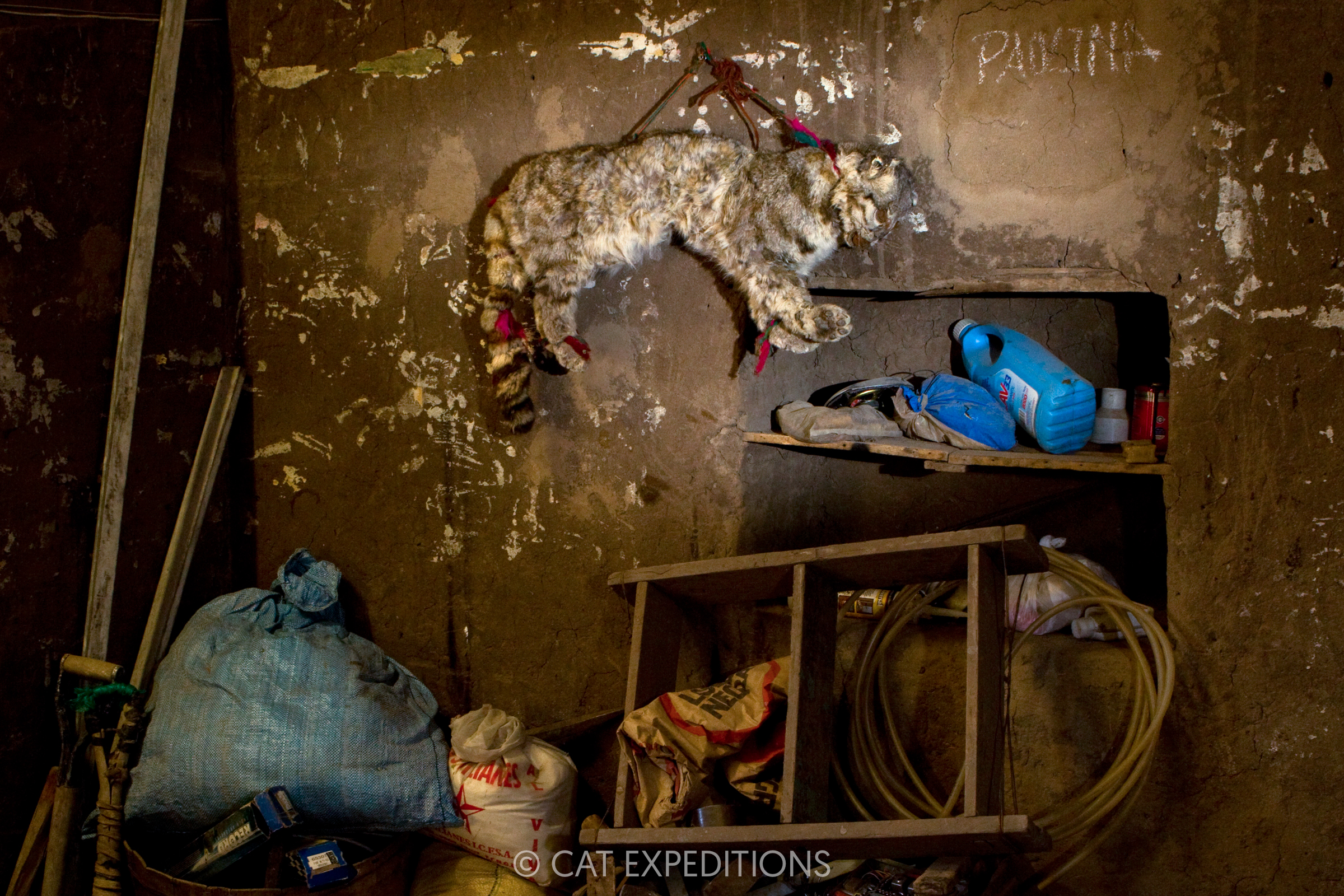 Many people believe a dead Andean cat hung in their homes brings good luck for the harvest in the future, and serves as a direct threat to the survival of the cat.