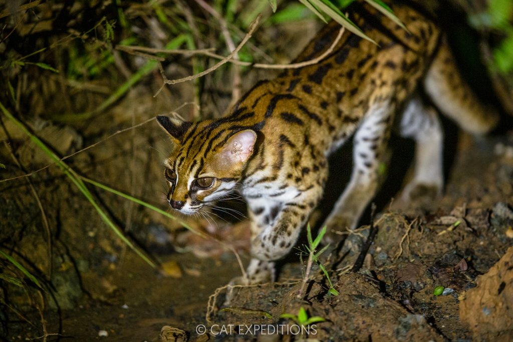 Sunda Leopard Cat (Prionailurus javanensis) at night, Sabah, Borneo, Malaysia