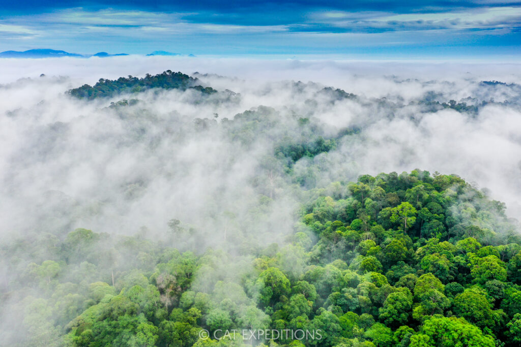 Tropical rainforest and mist, Deramakot Forest Reserve, Sabah, Borneo, Malaysia