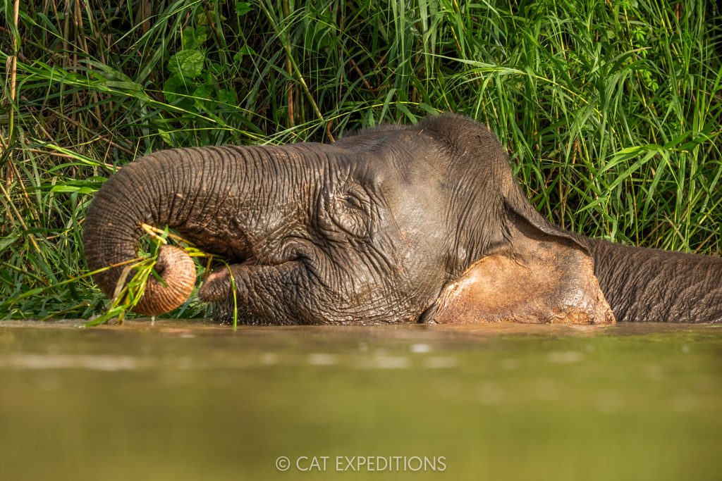 Borneo Pygmy Elephant (Elephas maximus borneensis) feeding while submerged in river, Kinabatangan River, Sabah, Borneo, Malaysia. Taken during our Cats of Borneo 2025 photo tour.