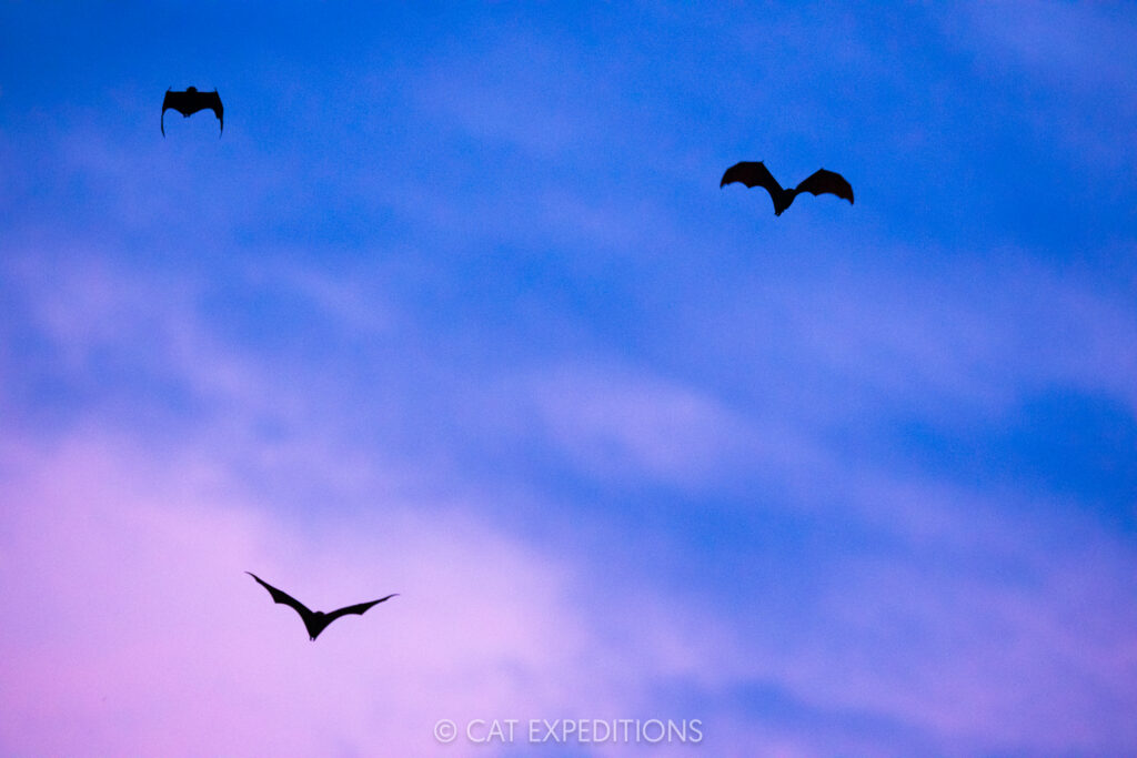 Large Flying Foxes at sunset, Kinabatangan River, Borneo, Malaysia. Photographed during our Cats of Borneo Photo Tour in 2025.