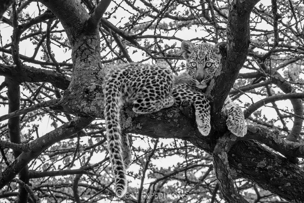 Four month old leopard cub in tree, taken during our Cheetahs and Servals of the Serengeti 2025 Photo Tour