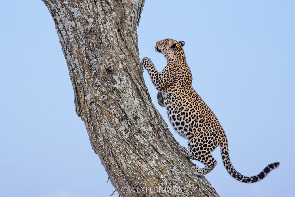 Leopard cub climbing tree
