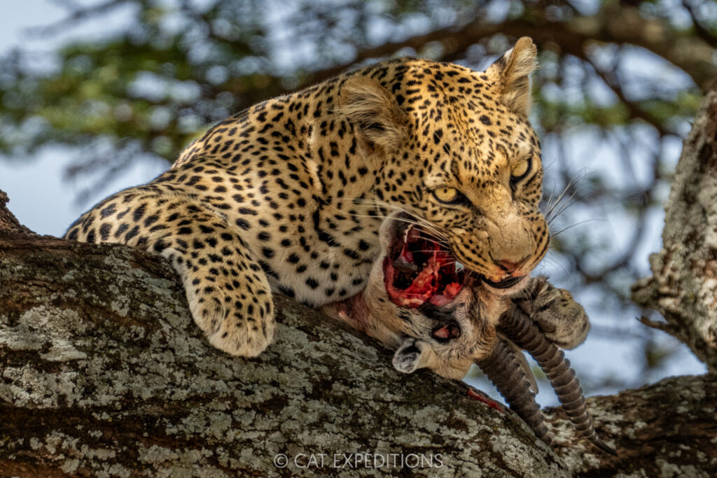 Leopard female feeding on Thomson's gazelle prey in tree, taken during our Cheetahs and Servals of the Serengeti 2025 Photo Tour