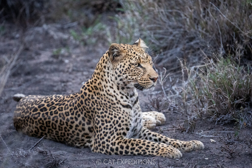 Leopard female, taken during our Cheetahs and Servals of the Serengeti 2025 Photo Tour