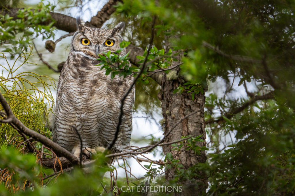 Lesser Horned Owl, taken during our Pumas of Patagonia Photo Tour 2025