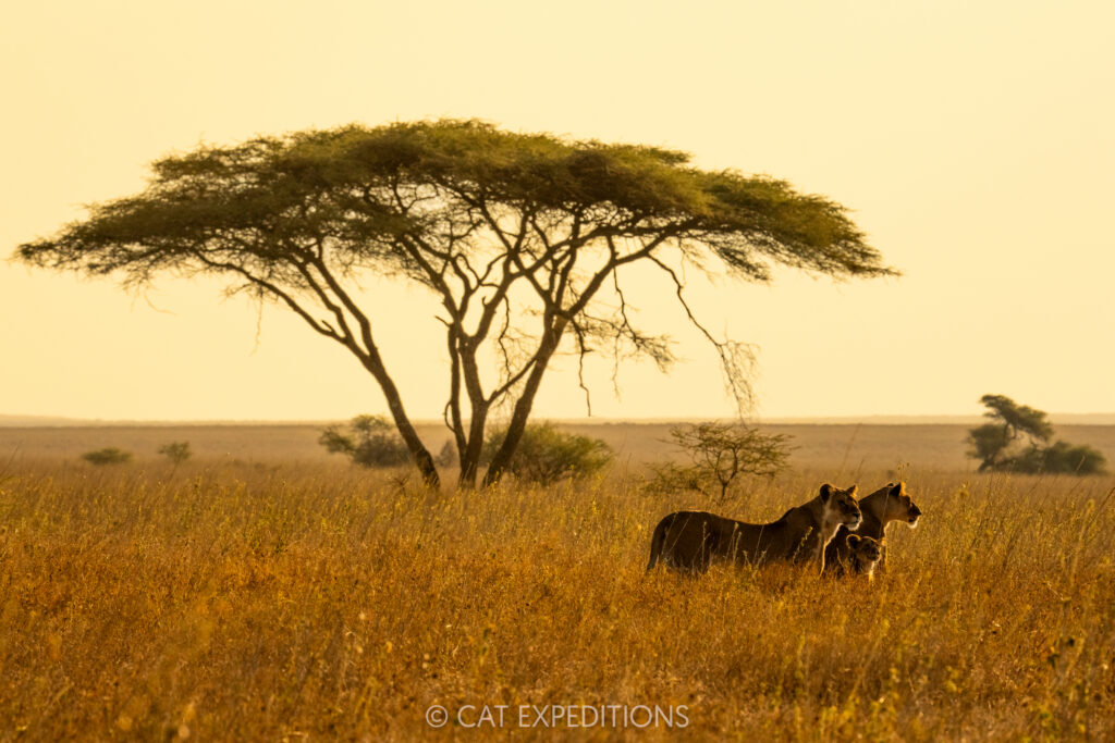 Lion females and cub in savanna at sunset, taken during our Cheetahs and Servals of the Serengeti 2025 Photo Tour