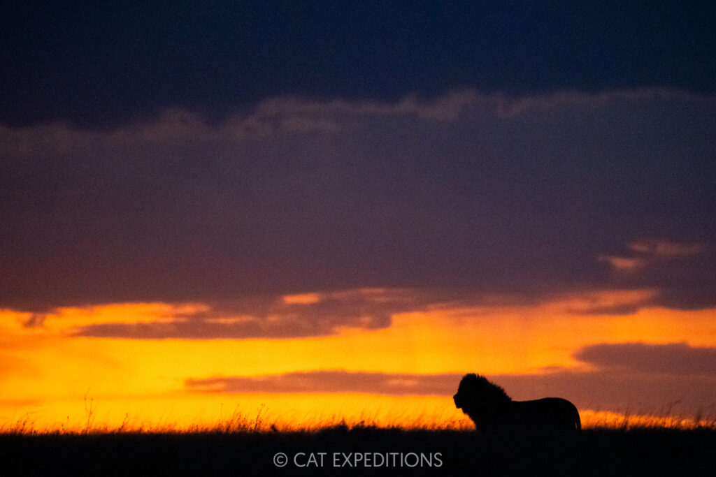 Male lion at sunset, taken during our Cheetahs and Servals of the Serengeti 2025 Photo Tour