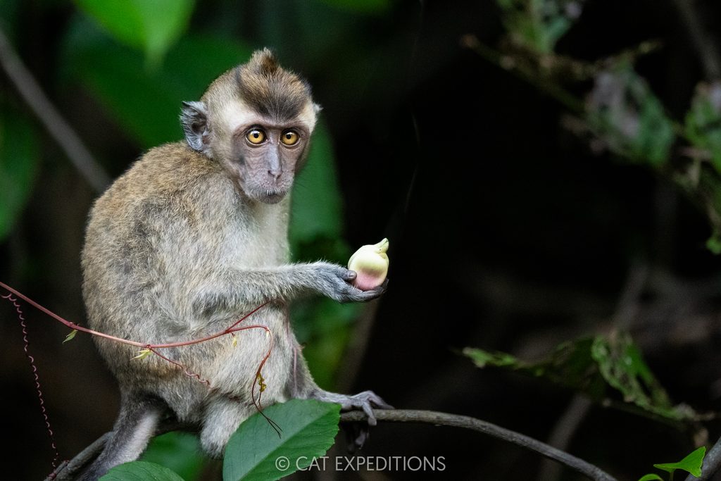 Long-tailed Macaque juvenile feeding on fruit, Kinabatangan River, Borneo, Malaysia. Photographed during our Cats of Borneo Photo Tour in 2025.
