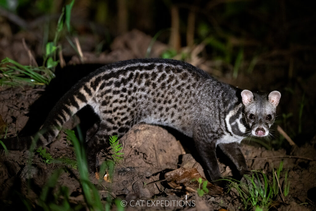 Malay Civet at night, Borneo, Malaysia. Taken during our Cats of Borneo Photo Tour in 2025.