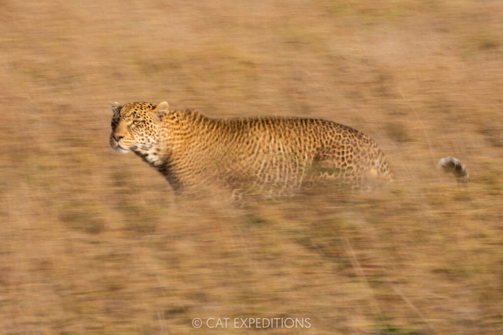 Leopard male, taken during our Cheetahs and Servals of the Serengeti 2025 Photo Tour