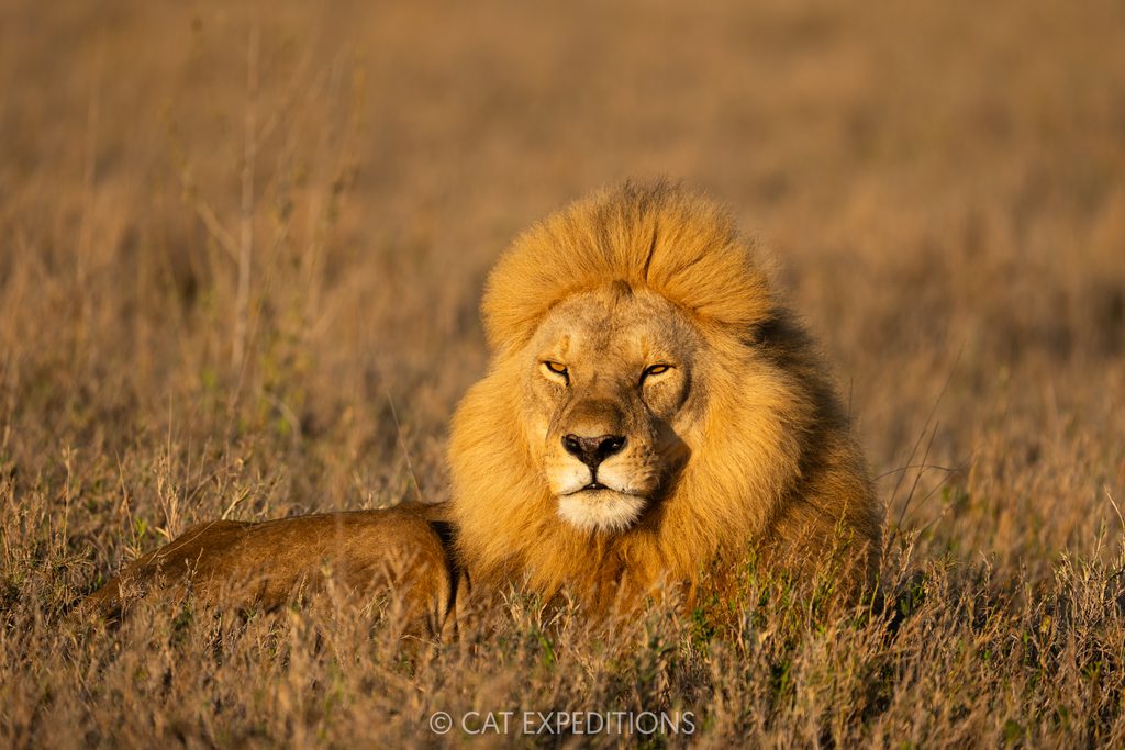 Male lion at sunrise, taken during our Cheetahs and Servals of the Serengeti 2025 Photo Tour