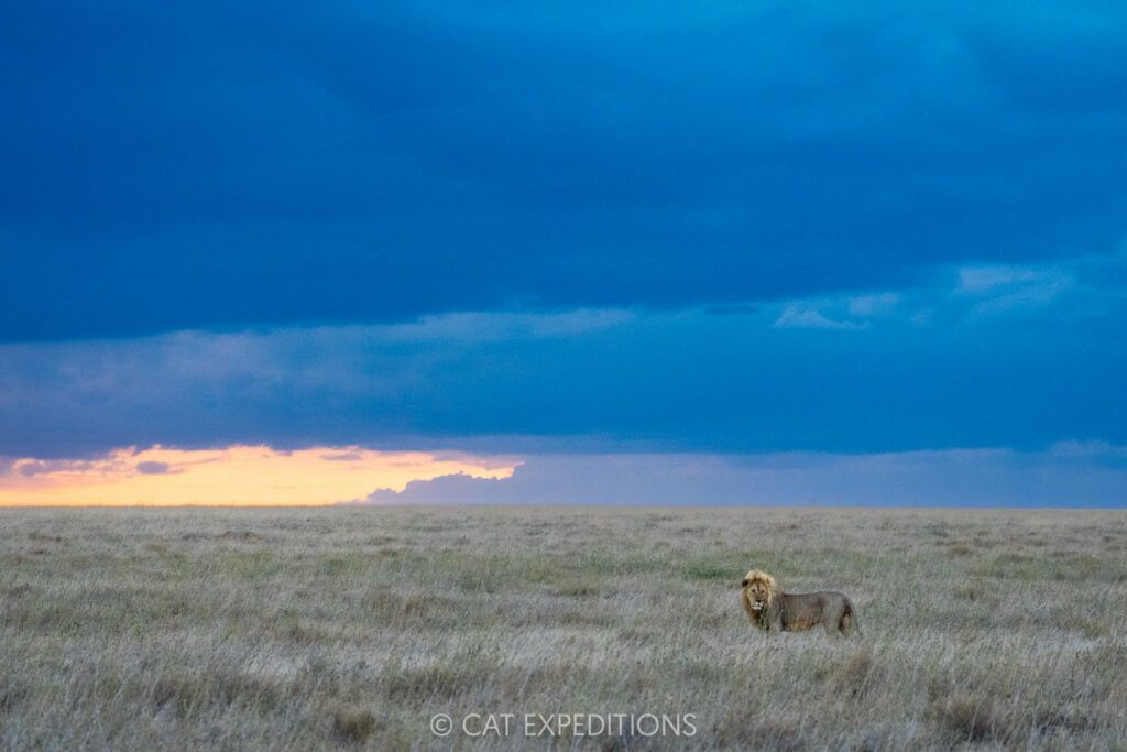 Male lion at sunset, taken during our Cheetahs and Servals of the Serengeti 2025 Photo Tour