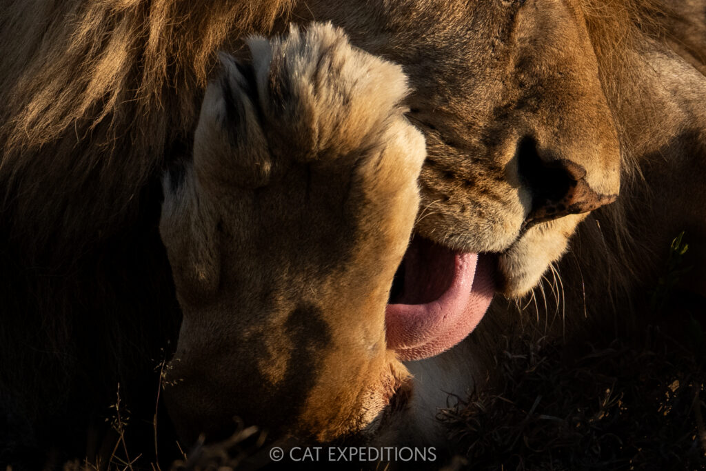 Male lion licking paw, taken during our Cheetahs and Servals of the Serengeti 2025 Photo Tour