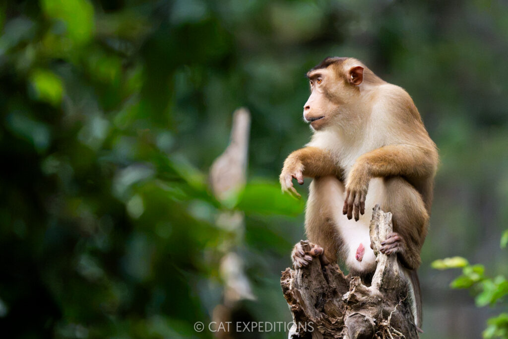 Pig-tailed Macaque male, Kinabatangan River, Borneo, Malaysia. Photographed during our Cats of Borneo Photo Tour in 2025.