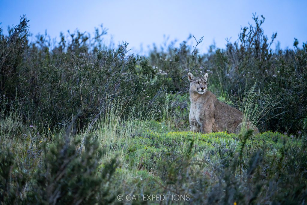 Puma female, Petaka, with backlit rainfall, taken during our Pumas of Patagonia Photo Tour 2025