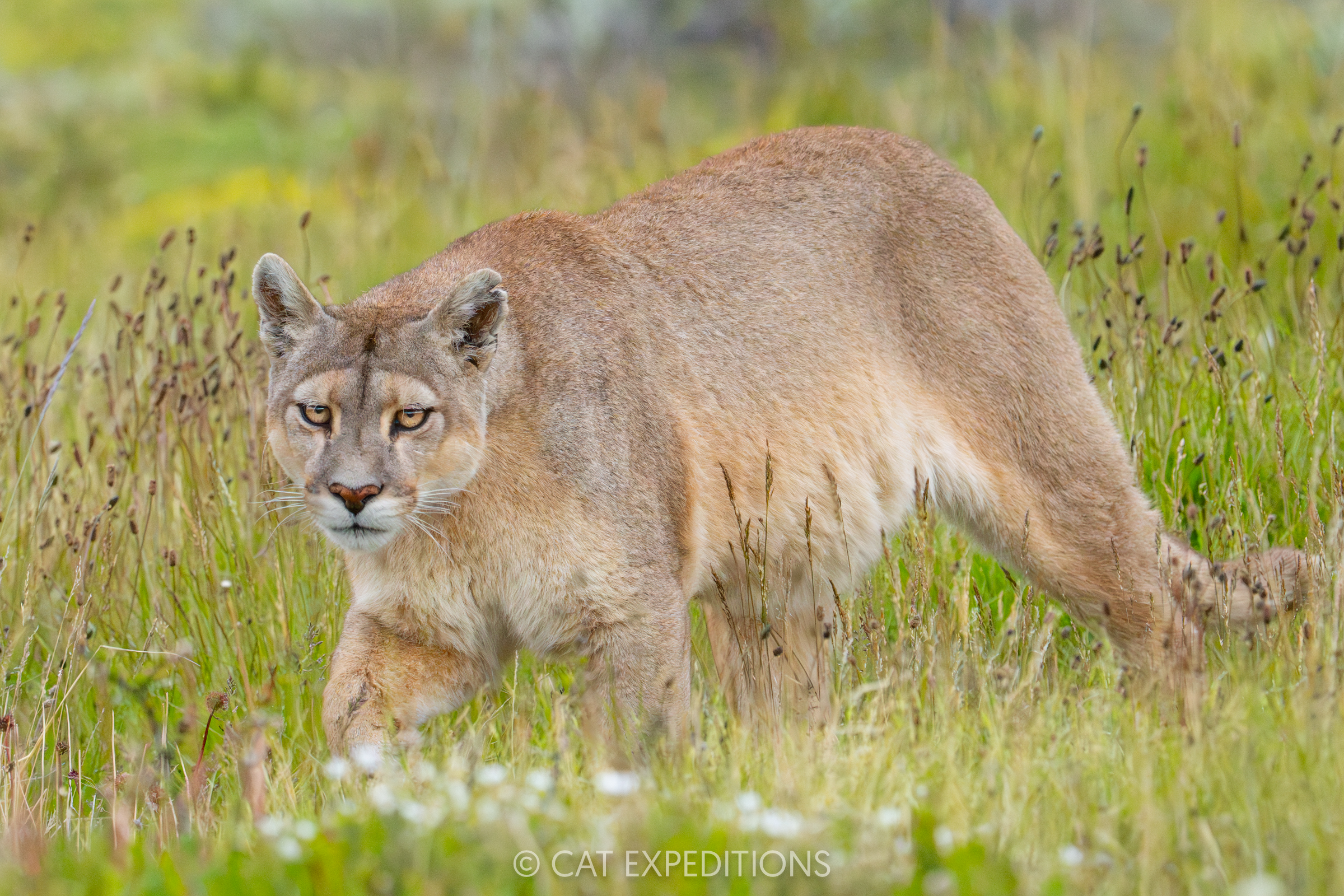 Puma female, taken during our Pumas of Patagonia Photo Tour 2025