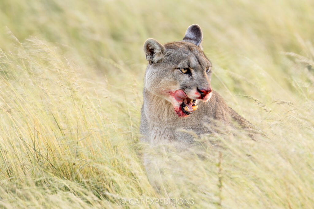 Puma female, Petaka, with bloody face from feeding, taken during our Pumas of Patagonia Photo Tour 2025