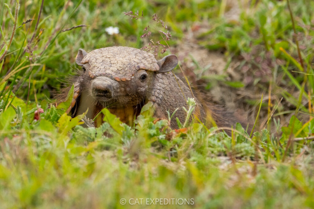 Pygmy Armadillo emerging from burrow, taken during our Pumas of Patagonia Photo Tour 2025