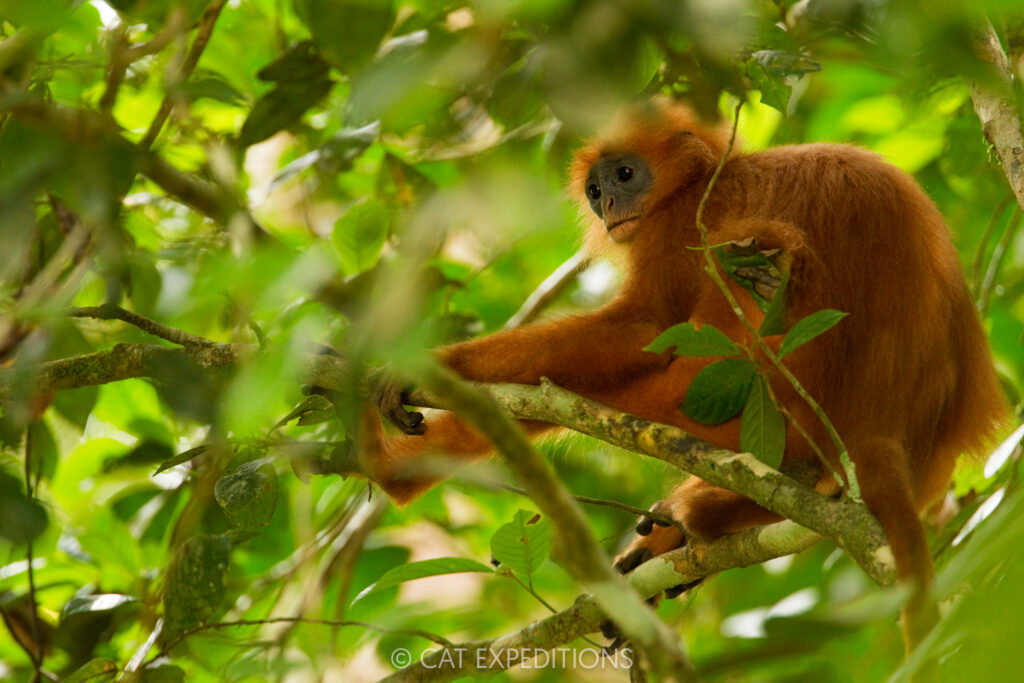 Red Leaf Monkey (Presbytis rubicunda) female in tree, Sabah, Borneo, Malaysia