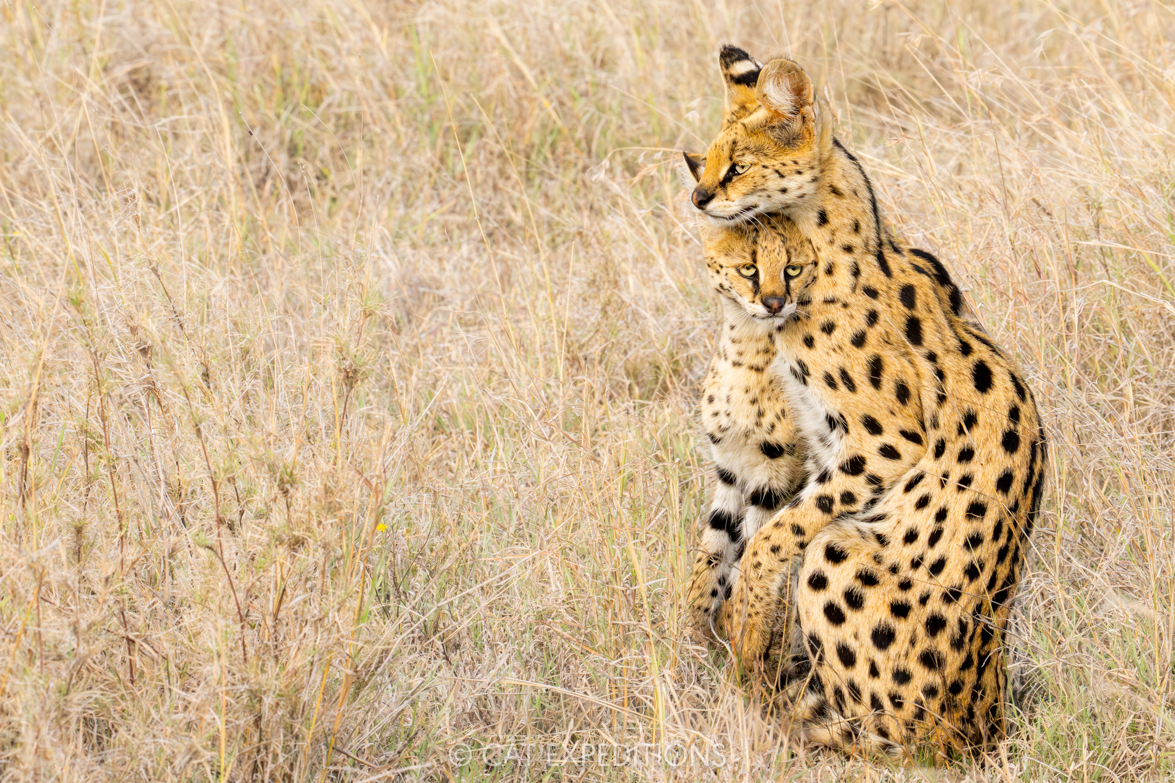 Featured image for “Cheetah and Serval Photo Tour 2025 Trip Report”