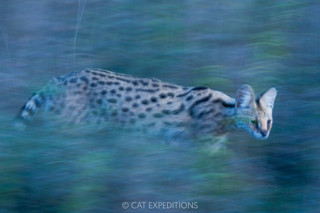 Serval female walking, taken during our Cheetahs and Servals of the Serengeti 2025 Photo Tour