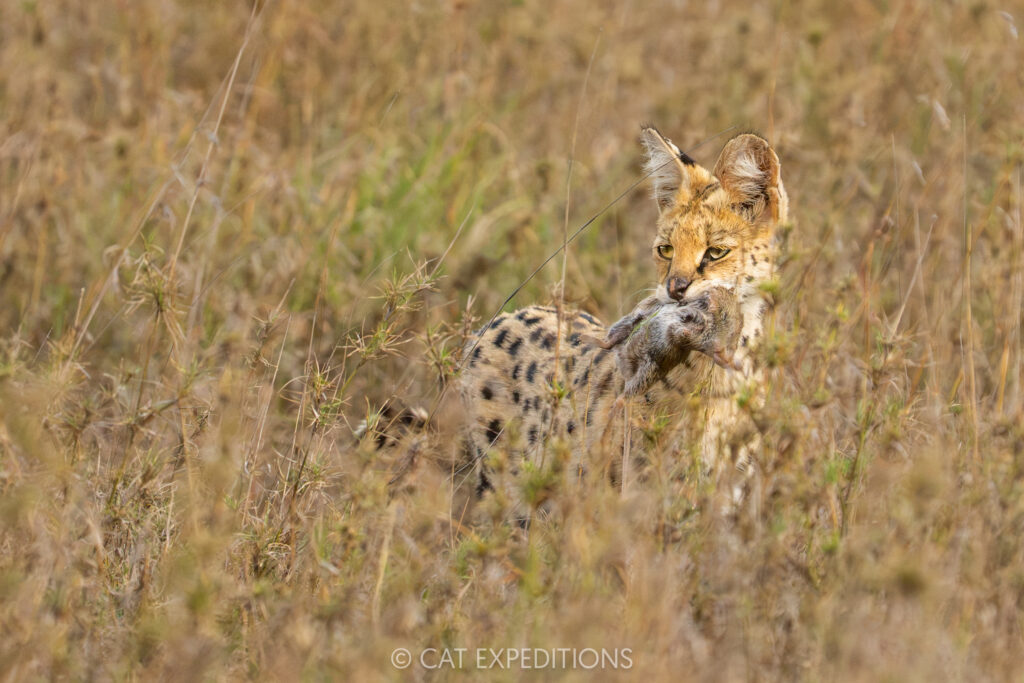Serval female with rodent prey, taken during our Cheetahs and Servals of the Serengeti 2025 Photo Tour
