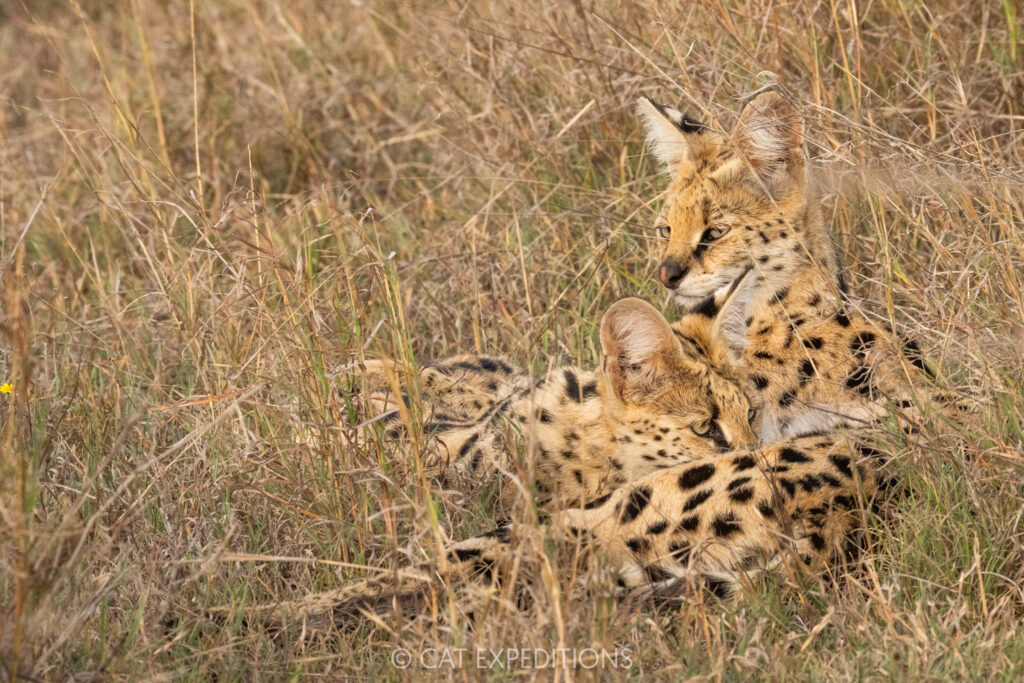 Serval mother nursing kitten, taken during our Cheetahs and Servals of the Serengeti 2025 Photo Tour